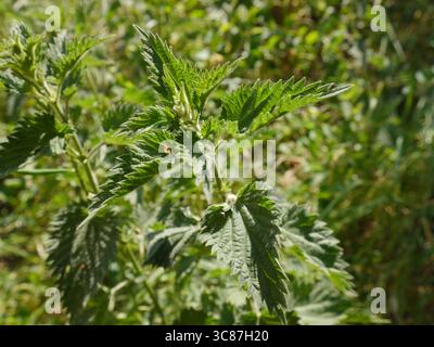 Die Blätter einer Brennnessel-Pflanze, Urtica dioica Stockfoto