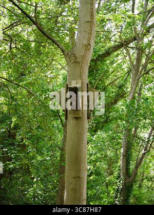 Eine Fledermausbox ist ein lebenswichtiger Zufluchtsort für nachtaktive Insektenfresser und unterstützt die Biodiversität und die Erhaltung der Artenvielfalt Stockfoto