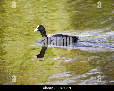Ein erwachsener eurasischer Coot (Fulica atra) gleitet über die Oberfläche eines Süßwasserteichs Stockfoto
