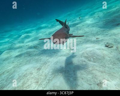 Tauchen mit Nurseshaien in Mahahual, mexiko Stockfoto