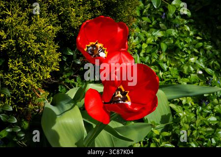 schweizer Naturlandschaft Stockfoto