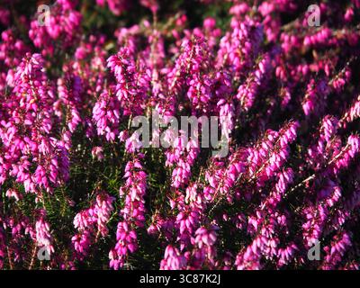 Rosafarbene Frühlingsblumen von Erica carnea im weichen Sonnenlicht. Nahaufnahme blühender Winterheide im Gartenbeet. Frühjahrs-Blumenmakro Stockfoto