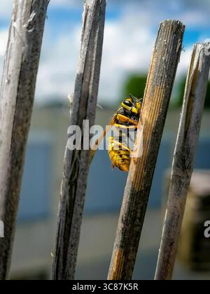 Biene Nahaufnahme Porträt Stockfoto