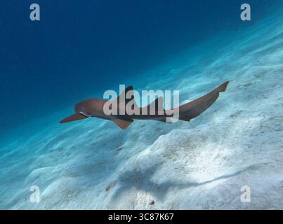 Tauchen mit Nurseshark in mahahual, mexiko Stockfoto