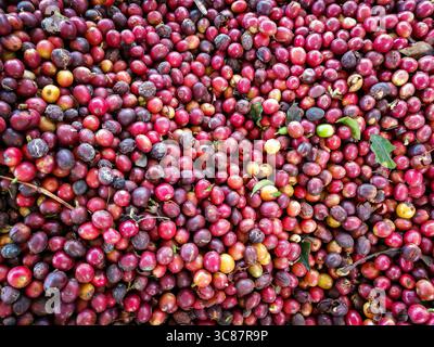 Reife rote Kaffeebohnen, kolumbien Stockfoto