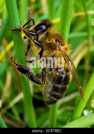 Makroaufnahme einer Wespe, die auf einem Grashalm sitzt Stockfoto
