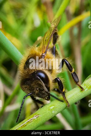 Makroaufnahme einer Wespe, die auf einem Grashalm sitzt Stockfoto