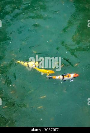 Wunderschöne und farbenfrohe Koi-Fische schwimmen in einem kleinen See Stockfoto