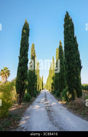 Wunderschöne Hügel der Toskana im Frühling mit Zypressen. Stockfoto
