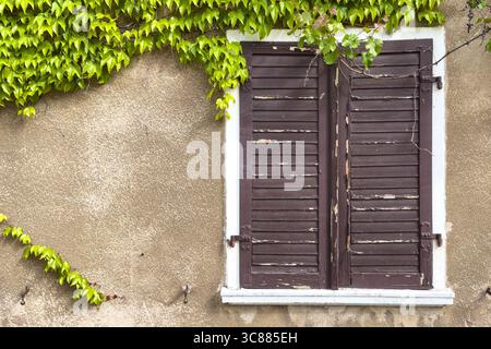 Stillleben zeigt alte Holzläden und eine mit Efeu bedeckte Wand auf dem europäischen Gebäude. Stockfoto