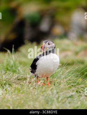 Ein lebendiger Papageientaucher thront auf einem üppig grünen Hügel in Island und zeigt seinen unverwechselbaren Schnabel und seine bezaubernden Merkmale. Bakkagerd, ich Ost-Island, Puffins. Stockfoto