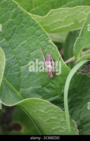 Gemeine dunkle Buschgrille auf großem Beinwell-Blatt Stockfoto
