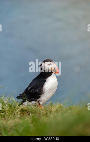 Ein bunter Papageientaucher thront auf einer grünen Klippe und blickt über das ruhige blaue Wasser Islands. Der auffällige Kontrast zwischen dem lebendigen Gefieder der Vögel und der Kulisse sorgt für einen fesselnden Ausblick. Stockfoto