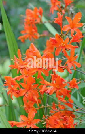 Orange Crocosmia, Montbretia, „Orange Devil“ in Blüte. Stockfoto