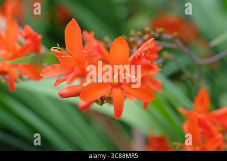 Orange Crocosmia, Montbretia, „Orange Devil“ in Blüte. Stockfoto