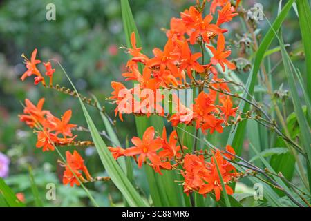 Orange Crocosmia, Montbretia, „Orange Devil“ in Blüte. Stockfoto