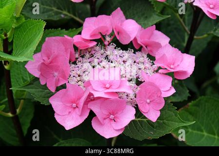 Rosafarbene Hortensie macrophylla, Spitzenkappe, „Taube“ in Blüte. Stockfoto