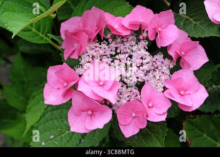 Rosafarbene Hortensie macrophylla, Spitzenkappe, „Taube“ in Blüte. Stockfoto