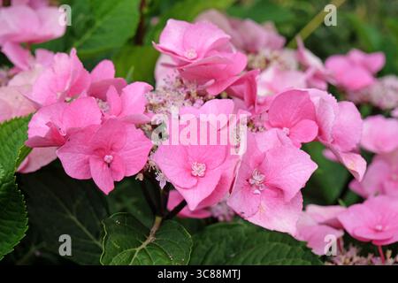 Rosafarbene Hortensie macrophylla, Spitzenkappe, „Taube“ in Blüte. Stockfoto
