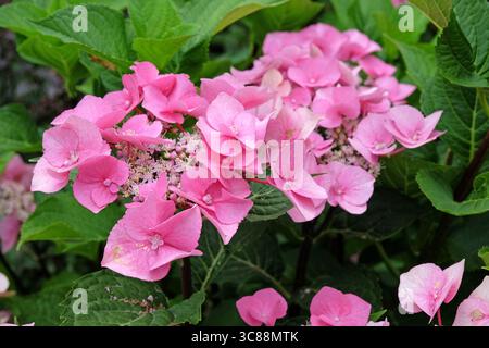 Rosafarbene Hortensie macrophylla, Spitzenkappe, „Taube“ in Blüte. Stockfoto