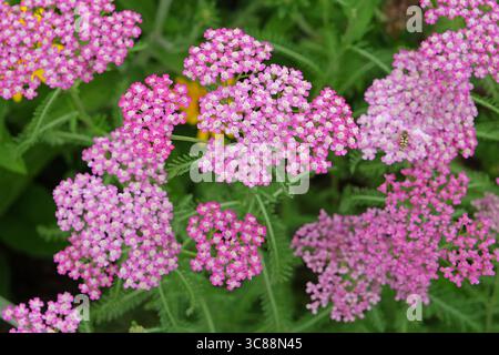 Achillea millefolium, rosafarbene Schafgarbe „Cerise Queen“ in Blüte. Stockfoto