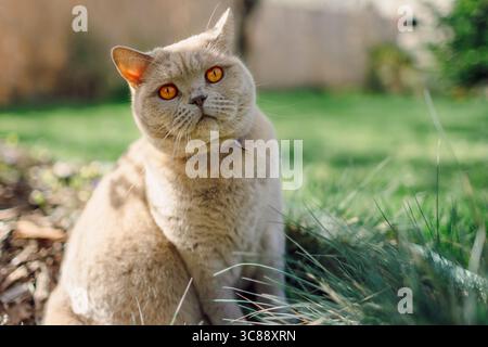 Flauschige schottische gerade Katze Nahaufnahme Porträt draußen auf Rasenrasen Stockfoto