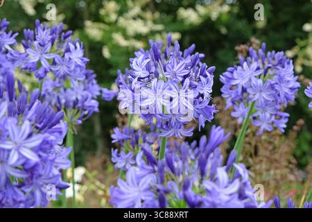 Blauer Agapanthus „Nordstern“, afrikanische Lilie, in Blüte. Stockfoto