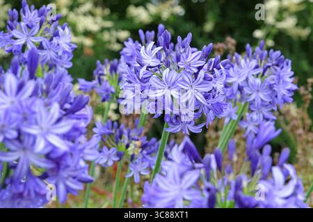 Blauer Agapanthus „Nordstern“, afrikanische Lilie, in Blüte. Stockfoto