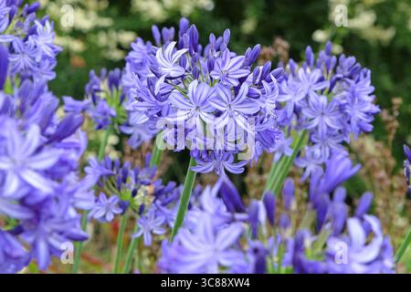 Blauer Agapanthus „Nordstern“, afrikanische Lilie, in Blüte. Stockfoto