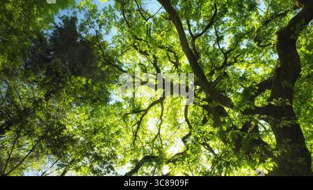 Malerische Baumkronen mit dunklen Ästen und sonnendurchfluteten Blättern einer majestätischen Eiche im Frühling Stockfoto