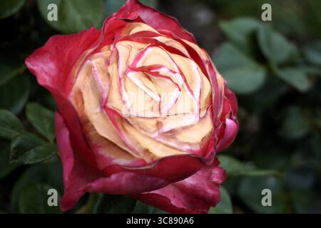 Farbenfrohe Makrofotografie Nahaufnahme einer roten und gelben Hybrid-Teerose, die in einem Garten blüht Stockfoto
