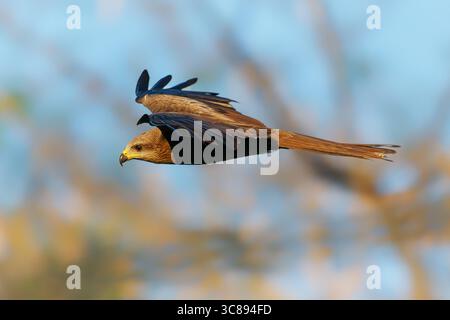 Der fliegende Schwarze Drache Milvus migrans ist ein mittelgroßer Raubvogel in Accipitridae, opportunistische Jäger und Plünderer, die in Eurasien A weit verbreitet sind Stockfoto