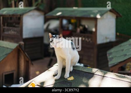Eine Katze sitzt bequem auf dem Dach einer kleinen Holzkonstruktion und genießt das warme Sonnenlicht. In der Nähe sind weitere Holzhäuser in einem lebhaften Stockfoto