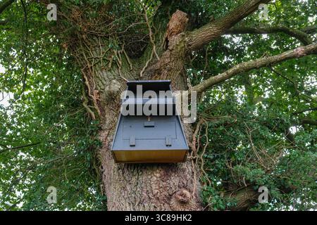 Eulenkasten auf einer alten Eiche, bedeckt mit Efeu. Suffolk, Großbritannien. Stockfoto