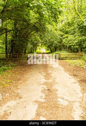 Eine unbefestigte Straße schlängelt sich durch einen üppig grünen Wald, mit Bäumen, die einen natürlichen Torbogen bilden. Hölzerne Zäune flankieren die Straße und der Boden ist bedeckt Stockfoto