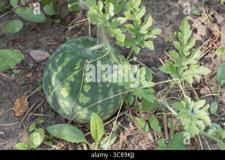 Frische Wassermelone, die im Sommer auf der Weinrebe in einem Hausgarten wächst Stockfoto