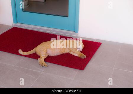 Ingwerkatze schläft auf einer roten Fußmatte in der Nähe einer blauen Tür Stockfoto