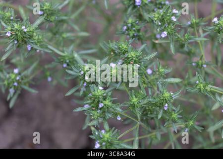 Frisches Gewürzkraut Satureja hortensis mit kleinen violetten Blüten im Garten Stockfoto