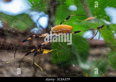 Weibliche Golden Orb Weaver Spider mit männlichen, die versuchen, sich im Web zu paaren Stockfoto