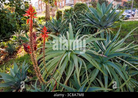 Große, fleischige Aloe Vera Sträucher mit Orangenblüten in einem tropischen Garten. Die Heilpflanze in ihrem natürlichen Lebensraum. Hochwertige Fotos Stockfoto