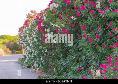 Leuchtend rosa und weiße Oleanderblüten bedecken dicht üppige grüne Büsche neben einer Landstraße. Stockfoto