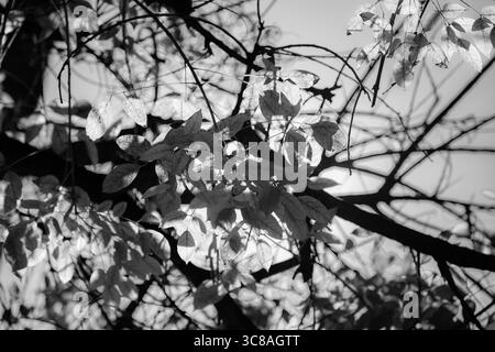 Schwarz-weiße Nahaufnahme von Ästen und Blättern im Sonnenlicht Stockfoto