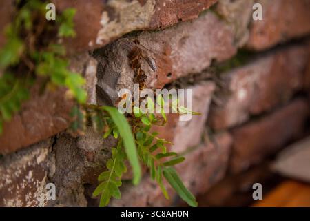 Grüne Pflanzen, die zwischen alten Mauerrissen wachsen Stockfoto