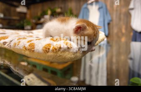 ingwerweiße Neugeborene Katze, die im Haus liegt Stockfoto