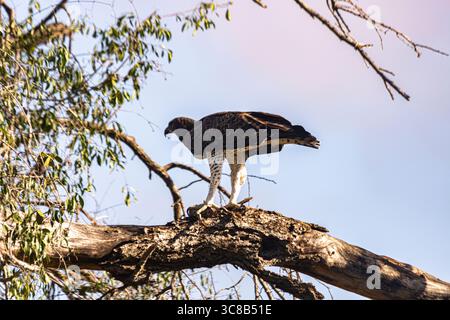 Ein Adler im Kruger-Nationalpark, Südafrika Stockfoto