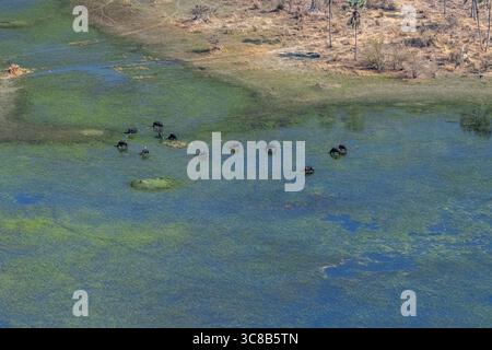 Luftaufnahme einer Kap-Buffalo-Herde - Syncerus-Caffer - beim Weiden im Okavango-Delta in Botswana. Stockfoto