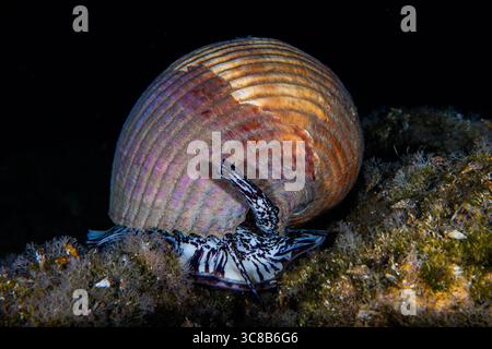 Riesenmuschel aus dem Mittelmeer Stockfoto
