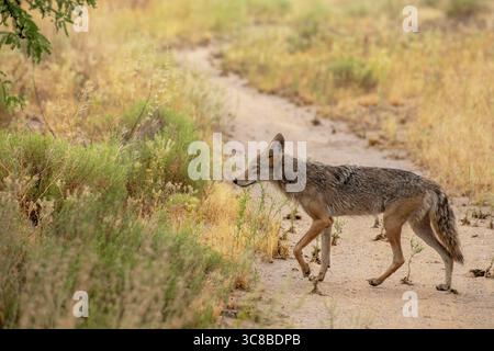 Ein junger männlicher Kojote (Canis latrans) zieht im Juni in der Sonora-Wüste in Tucson, Arizona, USA, entlang des Ufergebiets der Tanque Verde Wash. (PH Stockfoto
