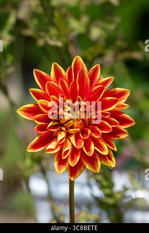 Dahlia Sun Explosion Stockfoto