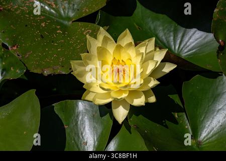 Nymphaea Joey Tomocik in Bennett's Water Gardens, Weymouth, Dorset, England Stockfoto